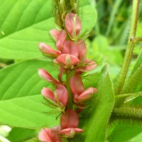 Indigofera hirsuta L.